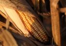 El Niño aumenta atenção para estresse hídrico na safra 26/27