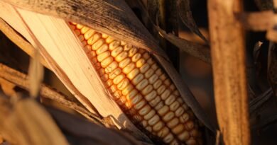 El Niño aumenta atenção para estresse hídrico na safra 26/27