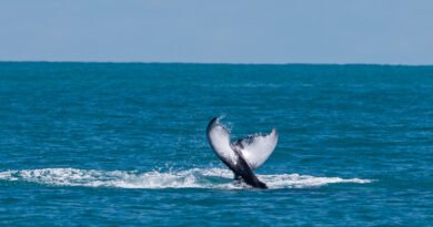  WWF: COP17 da Biodiversidade deve apresentar resultados