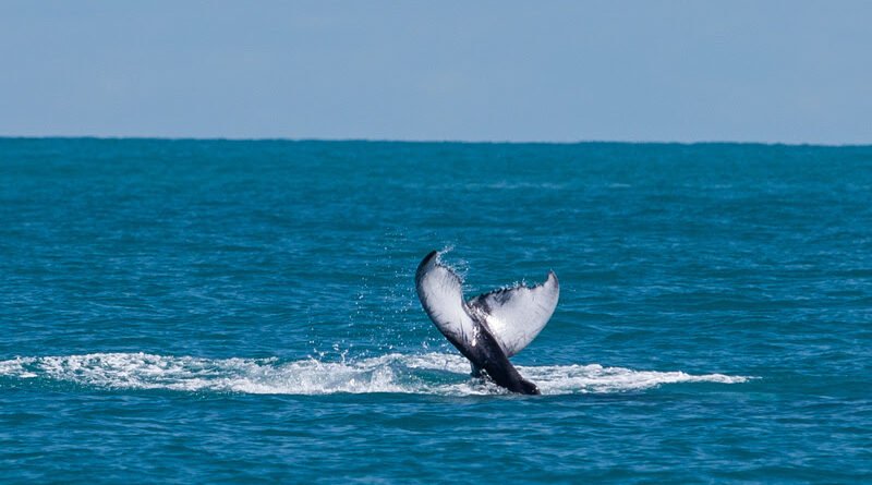  WWF: COP17 da Biodiversidade deve apresentar resultados