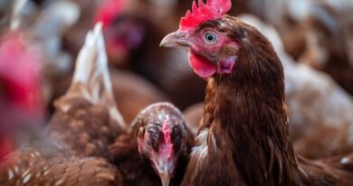 Avicultura enfrenta riscos à saúde das aves em períodos de calor 