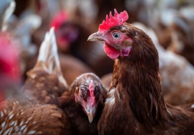 Avicultura enfrenta riscos à saúde das aves em períodos de calor 