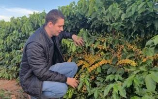 Projeto inédito analisa o tecido vegetal do cafezal e transforma dados da planta em decisões de manejo